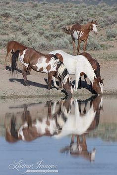 three horses drinking water from a pond in the desert