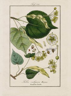 an illustration of leaves and flowers from the natural history of plants by john james auld