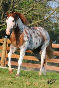 a brown and white horse standing on top of a lush green field next to a wooden fence