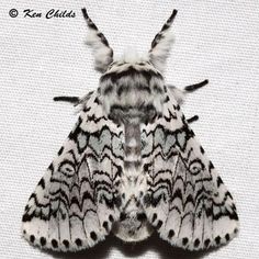 a close up of a moth on a white surface with black and gray markings,