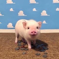 a small pig standing on top of a pile of coins next to a blue wall