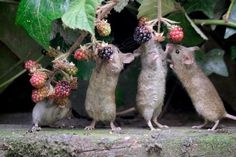 three small mice are eating berries from a tree