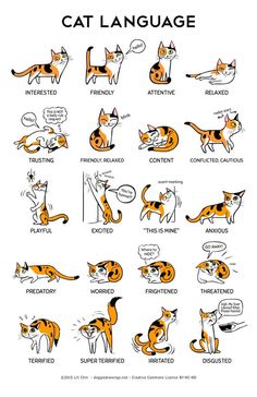 an orange and black cat is shown in the language of spanish, with other words on it