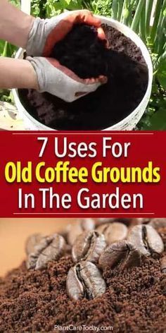 coffee grounds with text overlay 7 uses for old coffee grounds in the garden