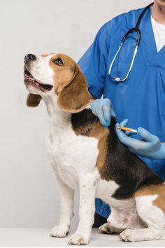 a beagle being examined by a vet in blue scrubs on his face and neck