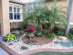 a house with plants and rocks in the front yard, next to a palm tree