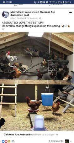 there are many chickens in the barn