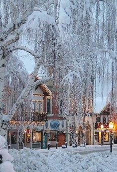 snow covered trees and buildings on a street