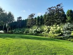 a lush green field with trees and bushes