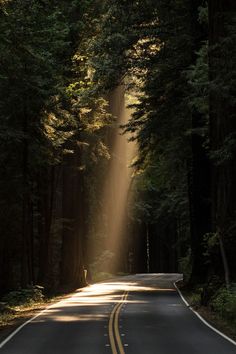 the sun shines through the trees on a road surrounded by tall, green trees