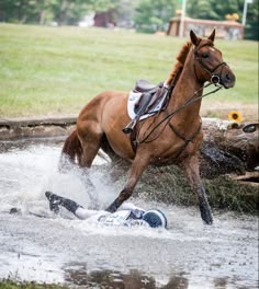 a horse that is standing in the water with it's back legs spread out