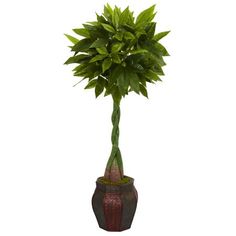 a potted plant with green leaves is shown in front of a white background,