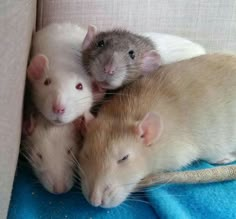 three brown and white rats cuddle together on a blue blanket in front of a couch