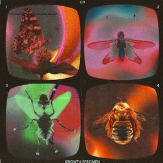 four pictures of different types of insects