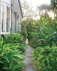 a house surrounded by lush green plants and trees