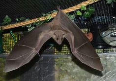 a bat hanging upside down on a rope