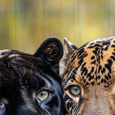 two black and brown animals with blue eyes