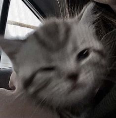 a white cat sitting in the back seat of a car next to a person's head