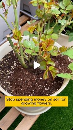 a potted plant sitting on top of a wooden table next to a sign that says stop spending money on soil for growing flowers