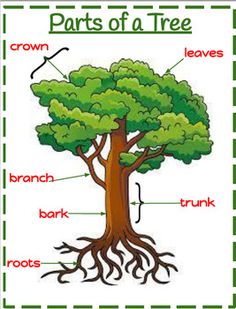 parts of a tree labeled in english