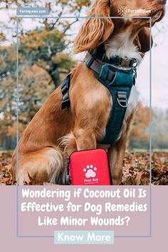 a dog sitting in the leaves with its back pack on it's lap and text reading wondering if coconut oil is effective for dog remedies like minor wounds? know more