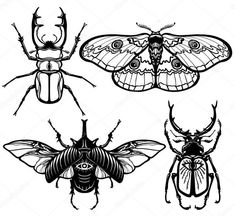 four different types of bugs and insects in black and white, on a white background