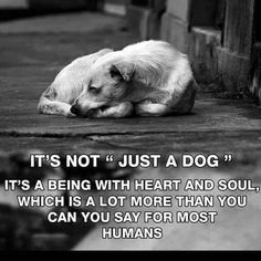 a white dog laying on the ground next to a building with a quote about it's not just a dog, it's being with heart and soul, which is a lot more than you can you say for most humans