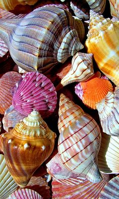 many different colored seashells are grouped together