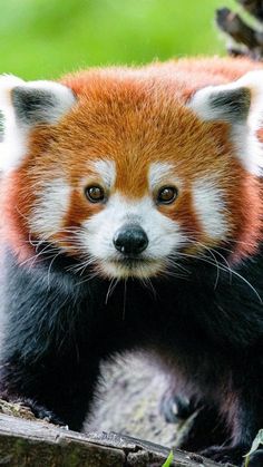 a red panda bear sitting on top of a tree branch with its eyes wide open