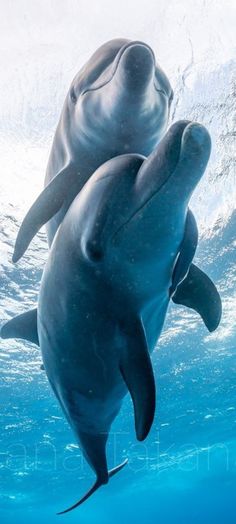 two dolphins are swimming in the water