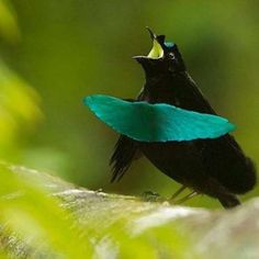 a small black and blue bird sitting on top of a tree branch