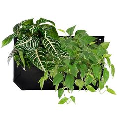 a green plant in a black pot on a white background