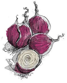 an ink drawing of red onions on a white background