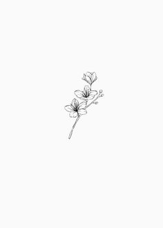 an ink drawing of three flowers on a white background