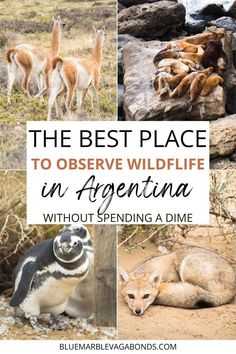 the best place to observe wildlife in argentina without spending a dime