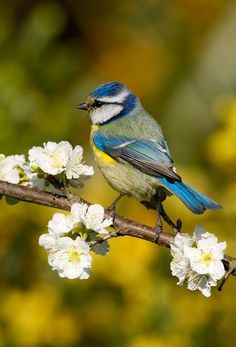 a small blue bird perched on top of a tree branch with white flowers in the foreground