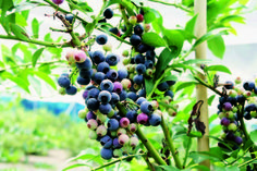 blueberries are growing on the tree outside