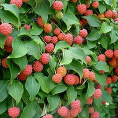 the fruit is growing on the tree and ready to be picked from it's branches