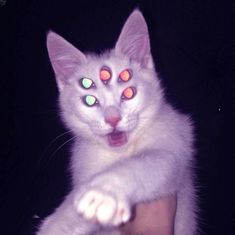 a white cat with green and orange eyes pointing its paw at the camera while sitting on someone's arm