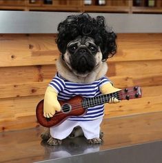 Frenchie Halloween Guitarist Costume - Guitar + explosive head / M - Frenchie Complex Shop Pugs In Costume, Dog Costumes Funny, Puppy Coats, Pet Halloween Costumes, A Pug, Party Animals, Funny Costumes, Dog Halloween Costumes, Cute Pugs