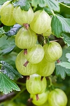 Invicta Gooseberry, Green Gooseberry, Ribes uva-crispa 'Invicta', online plant nursery, canadian plant nursery, bambooplants.ca Gooseberry Bush, Eat Fresh, Green Fruit, Hardy Plants, Plant Combinations, Most High, Fruit, Plants, Green