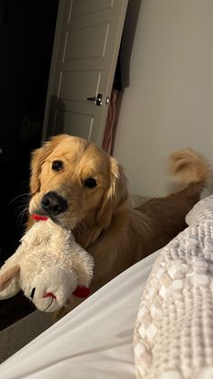 a brown dog laying on top of a bed holding a stuffed animal in its mouth