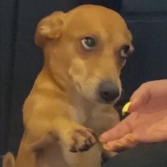 a person feeding a small dog with a yellow toy in their hand and the dog is looking at the camera