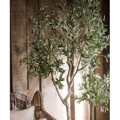 an olive tree in a wicker basket next to a white pillow on a chair