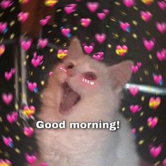 a white cat sitting in front of a mirror with hearts on it