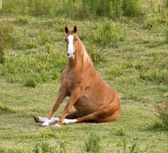 a brown horse sitting on top of a lush green field next to tall grass and trees