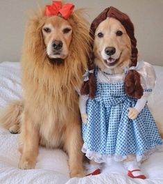 two dogs dressed in costumes sitting on a bed