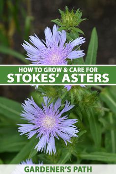 purple flowers with text overlay how to grow and care for stakes'asters