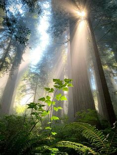 sunlight shining through the trees in a forest