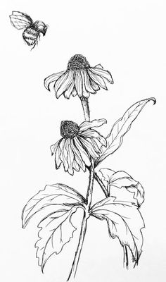 Pencil Drawn Flowers, Flower Art Sketch, Ink Drawing Flowers, Black Eyed Susan Drawing, Coneflower Drawing, Flower Drawing Pencil, Pen Flower Drawing, Daisy Drawings, Bee Line Art